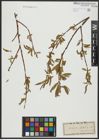 Foto von Salix alba L.